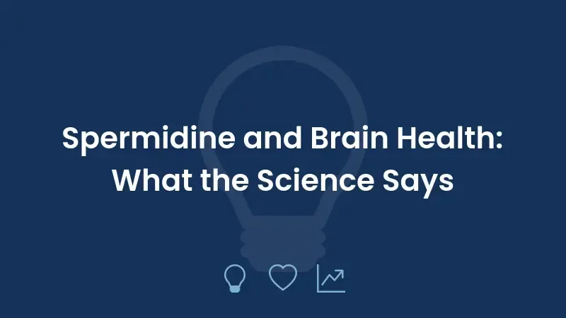 Spermidine and Brain Health: What the Science Says